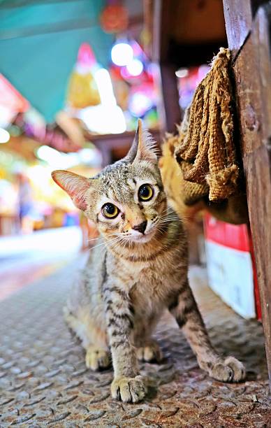 istock A Kitten in Market Alley. 2225505532