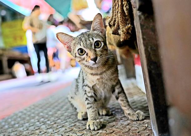 istock A Kitten in Market Alley. 2225505536