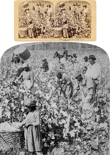 African Americans picking cotton stereograph card