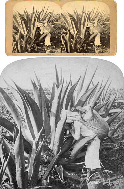 A Pulquero at Apam, Mexico stereograph card 1890