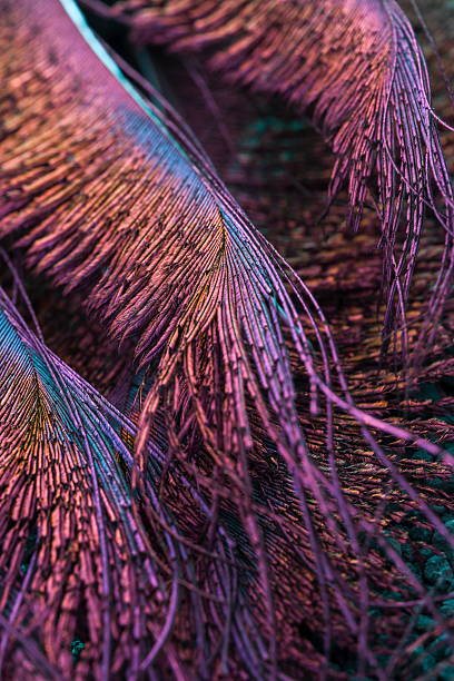 istock Closeup of bird colourful feathers. 2225511777