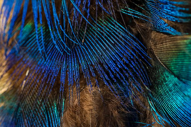 istock Closeup of bird feathers. 2225511802