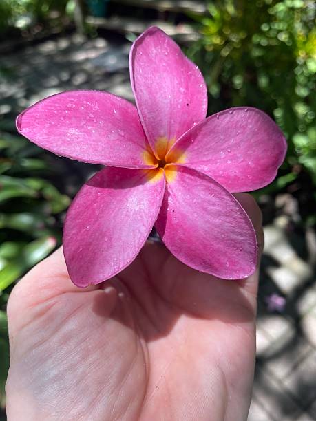 istock Purple Frangipani Flower Tree Bloom 2225513652