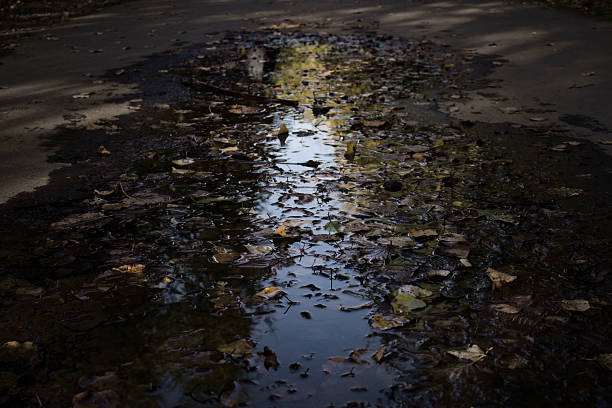 Fallen autumn leaves lie in a puddle on a wet path, with the dark water reflecting the bright sky. A moody, atmospheric image of the fall season.