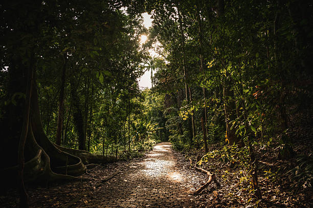 Sunlight filters through dense tropical vegetation along a cobblestone trail in Brazil. Surrounded by lush greenery, the forest path is lined with tall trees and thick roots, creating a serene and slightly mysterious atmosphere. The soft golden light adds a magical touch to the scene.