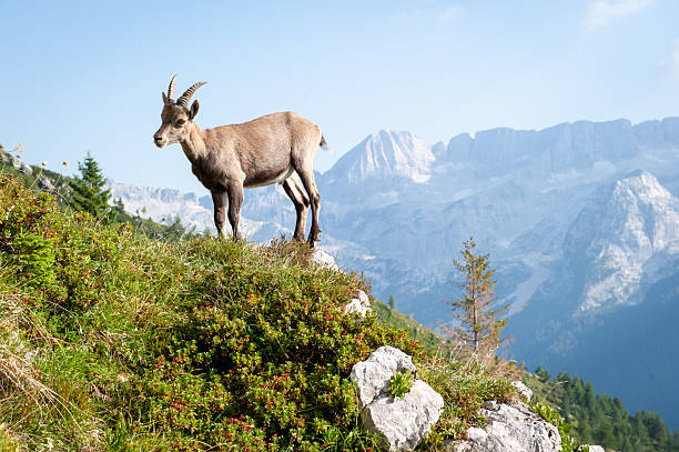 istock Ibex on Mountain Peak in Julian Alps, Italy 2225516725