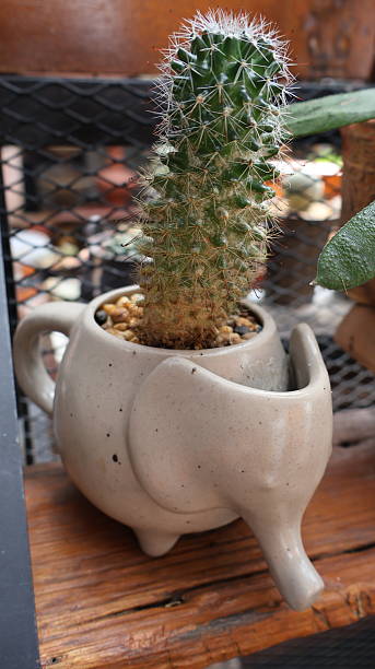 istock Cute cactus in a unique elephant-shaped ceramic pot on a wooden shelf 2225520813
