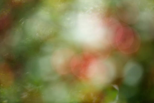 A blurry image of a tree with green leaves and red flowers. The image has a dreamy, ethereal quality to it
