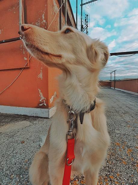 istock Dog on the terrace 2225520831
