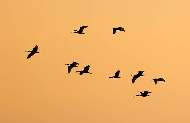 istock A flock of birds flying in the sky 2225521010