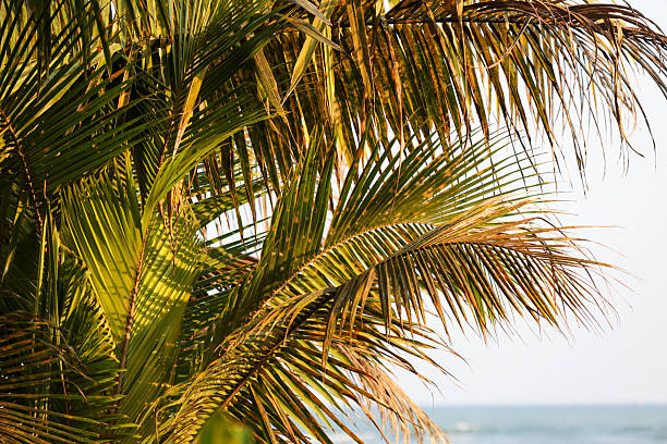 A palm tree with a few leaves is in front of the ocean. The leaves are green and the tree is tall
