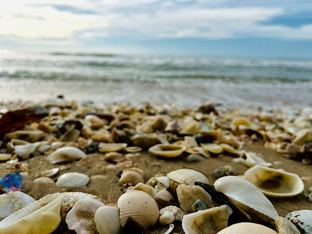 istock Seashells on the sandy beach with sea 2225521406