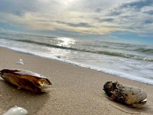 Seashells on the sandy beach with sea