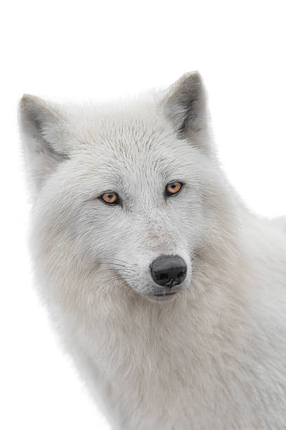 portrait polar white wolf isolated on white background.