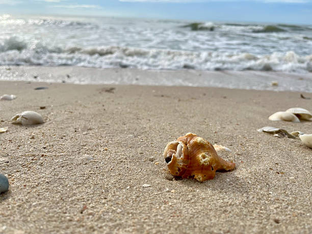 istock Seashells on the sandy beach with sea 2225521828