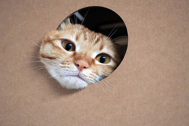 A curious orange tabby cat peeks through a round hole in a cardboard box, looking directly at the camera with big eyes.