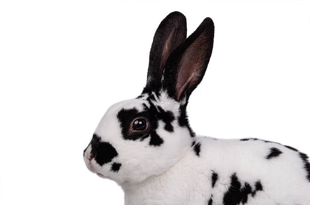 istock portrait of rabbit isolated on white background 2225521942