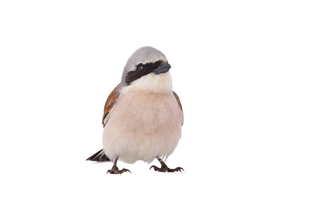 istock Red backed Shrike isolated on white background 2225521945