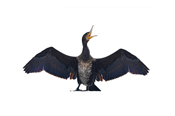 istock cormorant with spread wings isolated on white background 2225522050