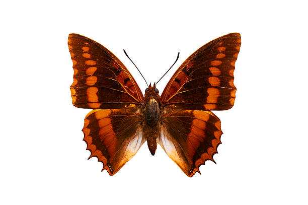 istock butterfly Charaxes  isolated on white background 2225522075