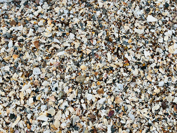 istock Background of seashells on sandy ground Background of seashells on sandy 2225522281