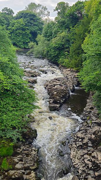 istock Scenic river with lush forest and rapids. 2225522315