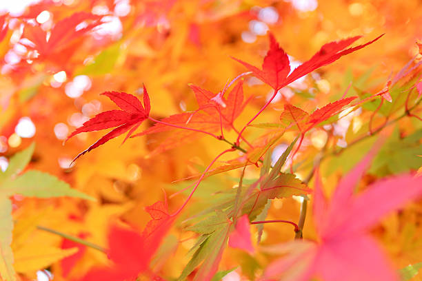 istock Vivid colorful foliage on a sunny day 2225522344
