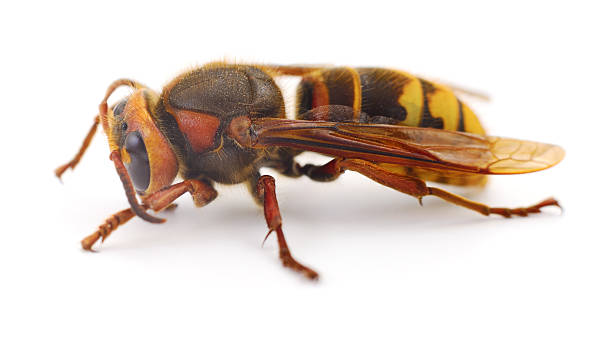 istock The European Hornet. 2225522423