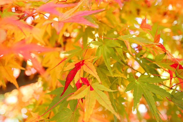 istock Vivid colorful foliage on a sunny day 2225522474