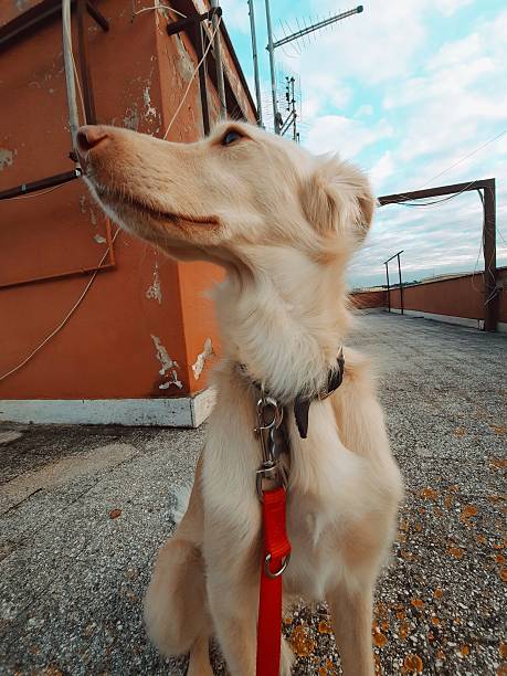 istock Dog on the terrace 2225523946