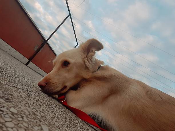 istock Dog on the terrace 2225523947