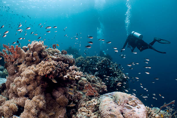 istock Scuba diver explores a vibrant coral reef teeming with marine life. 2225527558