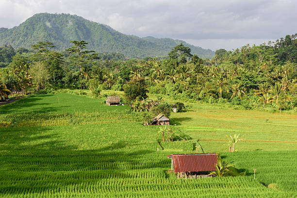 istock Rice Paddies, Sidemen, Bali, Indonesia 2225529168