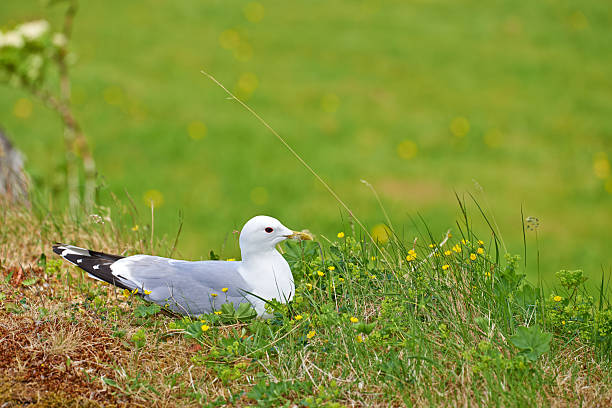 A serene seagull rests atop a lush green slope adorned with vibrant yellow wildflowers. The image captures the tranquility of nature and the minimalist beauty of a bird in its peaceful environment.