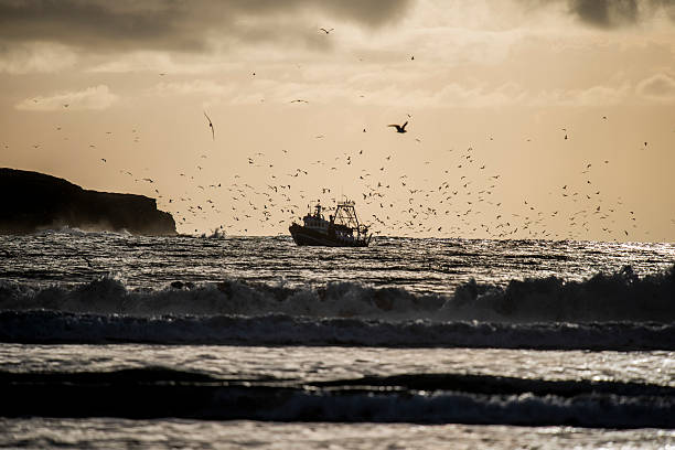Fishing boats at sunset typical of the port of Essaouira on the Atlantic Ocean and seagulls circling near the port of Essaouira in Morocco