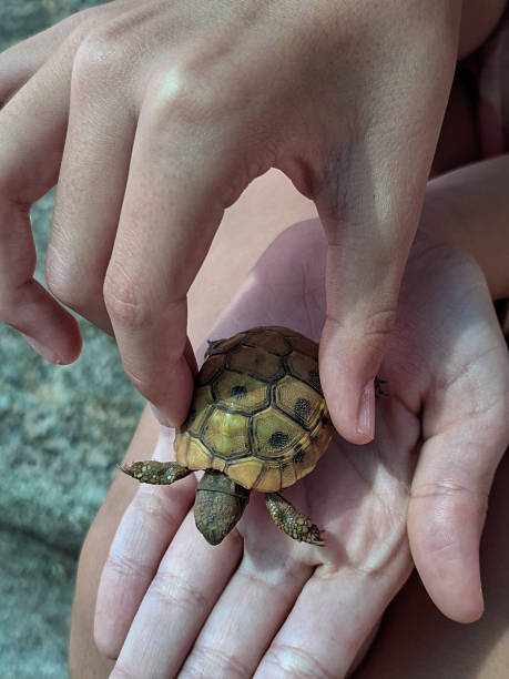 istock Child holding a turtle in her hand 2225530338