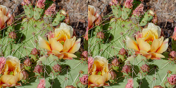 Close up of desert pricklypear, Opuntia phaeacantha, Zion National Park, Utah, USA. Stereoscopic pair of photos can be used for 3D viewing or images can be used separately.