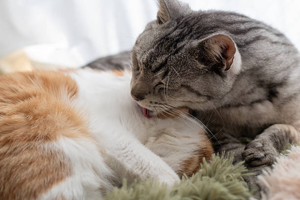 istock Two cute cats relaxing by the window 2225530808