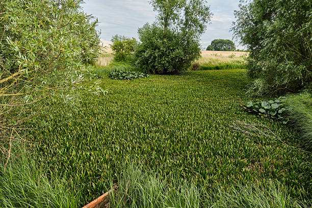 Germany: Small overgrown marshy pond with surrounding vegetation and partial view of a drainage screw used to remove excess water through wind-powered machinery.
