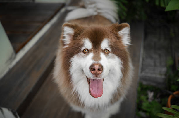 Close-up portrait of a fluffy Alaskan Malamute dog with its tongue out, captured in soft natural light. A perfect image for pet care, animal love, or lifestyle content
