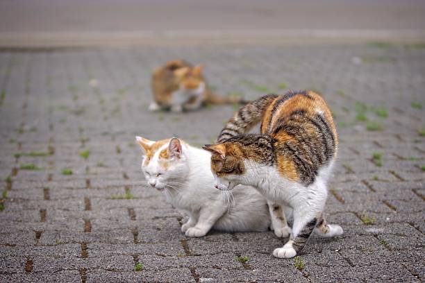 Playfull abandoned street cats on the backyard.
