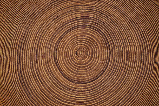 beautiful cut tree trunk with annual rings and cracks. wood texture background