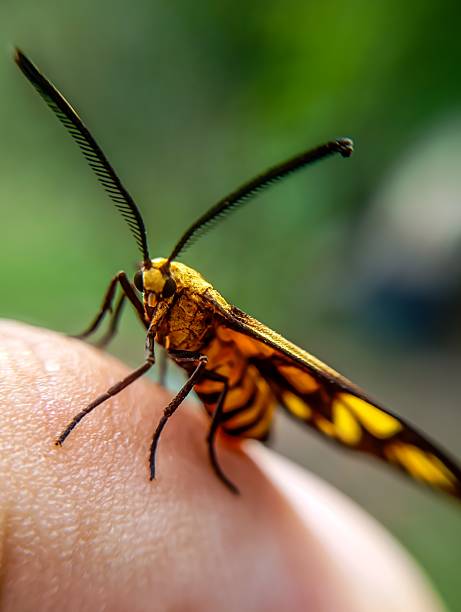 istock Close Up of Tiger Moth. 2225536449