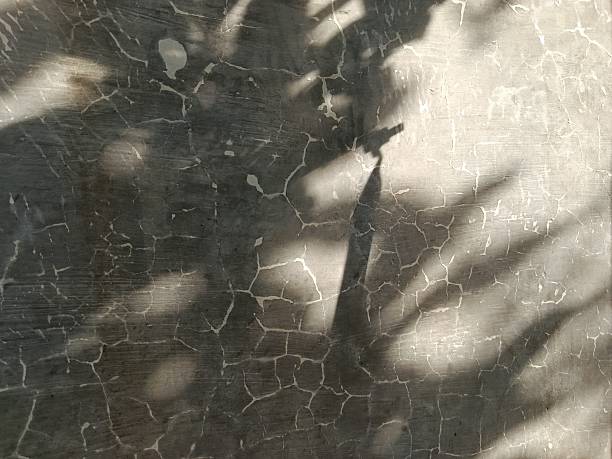 istock Shadows of leafy branches are cast against a cracked, textured wall, creating a delicate interplay of light and darkness. The contrast between the organic leaf patterns and the rugged surface adds a sense of natural mystery and artistic abstraction. 2225536555