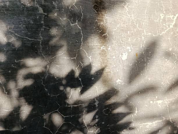 istock Shadows of leafy branches are cast against a cracked, textured wall, creating a delicate interplay of light and darkness. The contrast between the organic leaf patterns and the rugged surface adds a sense of natural mystery and artistic abstraction. 2225536685