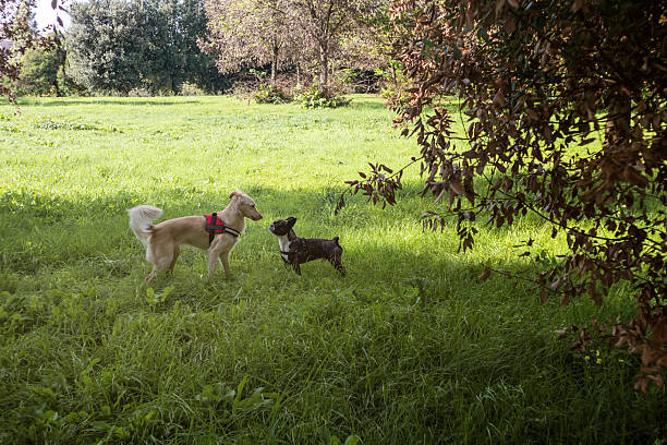 Dog playing in the park