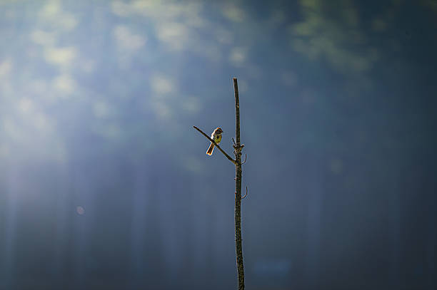 A small songbird perches alone on a bare vertical branch, bathed in soft morning light. Captured in a forested area during the early hours, the image evokes solitude and serenity.