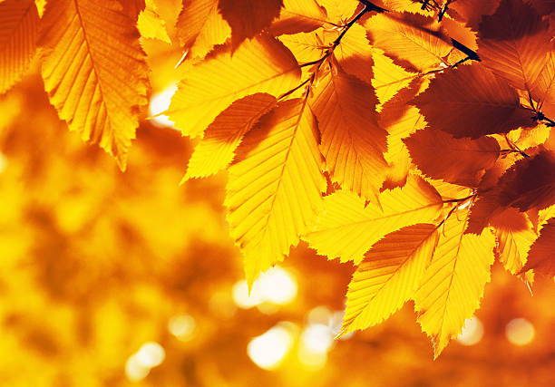 Leaves on the branches in the autumn forest.