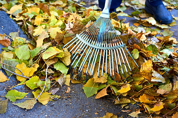 istock Raking clean sweeping fallen leaves with a garden rake 2225539315