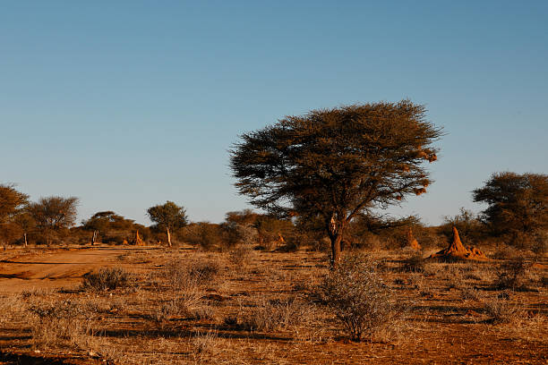 istock Otjiwa Landscape 3 2225541856
